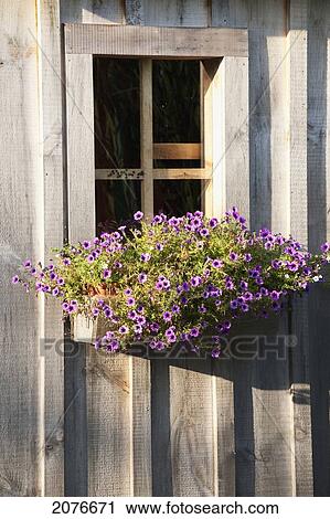Window with flowering planter box on wooden shed View Large Photo Image Stock Image - Window with flowering planter box on wooden shed. Fotosearch