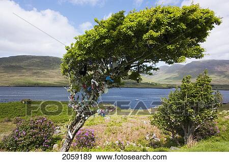 Wishing Tree Near Leenane; County Galway Ireland View Large Photo Image Stock Photo - Wishing Tree Near Leenane; County Galway Ireland. Fotosearch