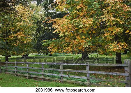 Wooden Rail Fence With Trees In Autumn Colours; Scottish Borders Scotland View Large Photo Image Stock Photograph - Wooden Rail Fence With Trees In Autumn Colours; Scottish Borders Scotland. Fotosearch