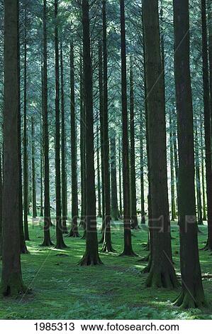 Stock Image - Woodland Scene In Gougane Barra Forest Park; County Cork Republic Of Ireland. Fotosearch