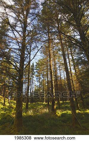 Stock Photo - Woodland Scene In Gougane Barra Forest Park; County Cork Republic Of Ireland. Fotosearch