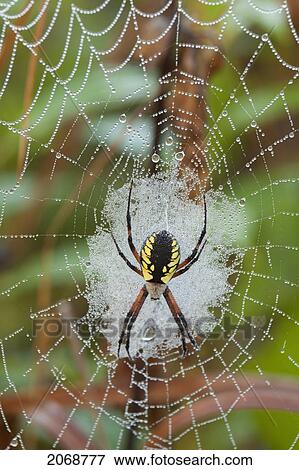 Writing Spider (Argiope) On A Web Covered In Dew; Sault St. Marie Ontario Canada View Large Photo Image Stock Photo - Writing Spider (Argiope) On A Web Covered In Dew; Sault St. Marie Ontario Canada. Fotosearch