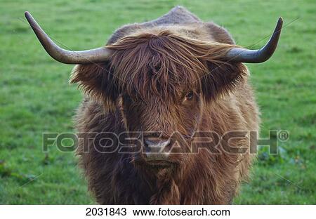 Stock Image - Yak With Large Horns; Scottish Borders Scotland. Fotosearch