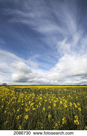 Yellow blossoms in a field; yorkshire england View Large Photo Image Stock Image - Yellow blossoms in a field; yorkshire england. Fotosearch