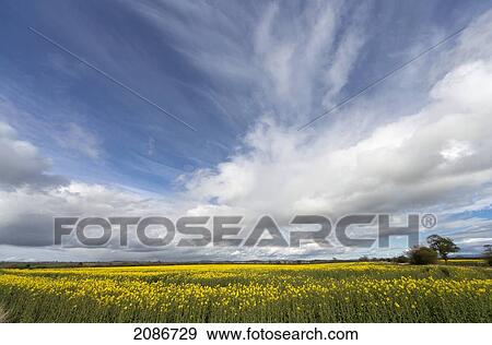 Stock Photo - Yellow blossoms in a field; yorkshire england. Fotosearch