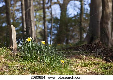 Yellow daffodils blossoming on the edge of a forest by a tombstone; howick northumberland england View Large Photo Image Picture - Yellow daffodils blossoming on the edge of a forest by a tombstone; howick northumberland england. Fotosearch