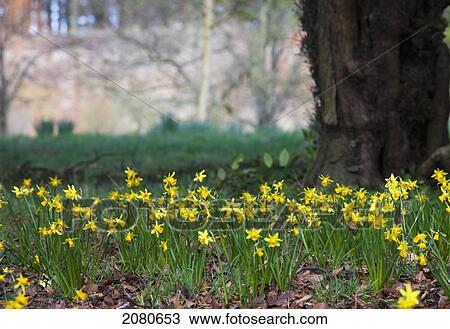 Yellow daffodils blossoming with a building in the background; howick northumberland england View Large Photo Image Stock Image - Yellow daffodils blossoming with a building in the background; howick northumberland england. Fotosearch