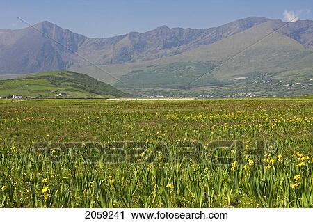 Stock Image - Yellow Iris Field On The Dingle Peninsula With Brandon Mountain Range In Background; County Kerry Munster Ireland. Fotosearch