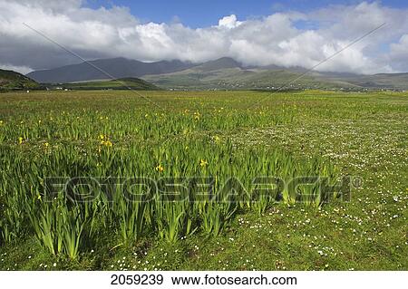 Yellow Iris Growing Beside Brandon Bay On The Dingle Peninsula With Brandon Mountains In The Background; County Kerry Munster Ireland View Large Photo Image Stock Photo - Yellow Iris Growing Beside Brandon Bay On The Dingle Peninsula With Brandon Mountains In The Background; County Kerry Munster Ireland. Fotosearch