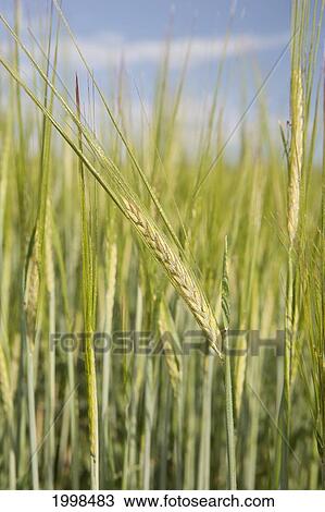 Young Barley Head In A Field With Dew Drops; Alberta Canada View Large Photo Image Stock Image - Young Barley Head In A Field With Dew Drops; Alberta Canada. Fotosearch