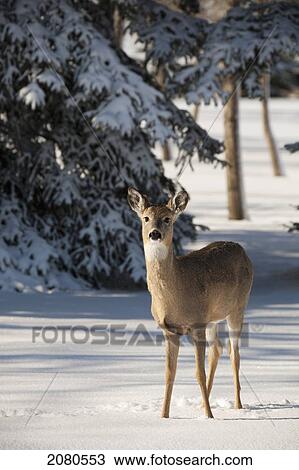 Young deer in snow covered forest with evergreen tree in the background covered with snow; calgary alberta canada View Large Photo Image Stock Image - Young deer in snow covered forest with evergreen tree in the background covered with snow; calgary alberta canada. Fotosearch