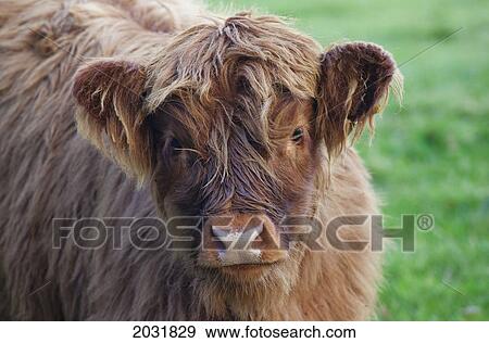 Young Yak; Scottish Borders Scotland View Large Photo Image Stock Photo - Young Yak; Scottish Borders Scotland. Fotosearch