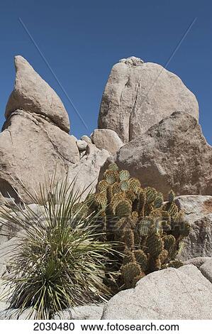 Stock Image - Yucca Plant And Cactus In Rounded Rock Formations With Blue Sky; Palm Springs California United States Of America. Fotosearch