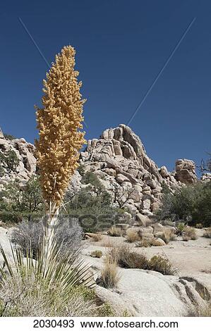 Yucca Seed Pod In Desert With Rounded Boulders In The Distance With Deep Blue Sky; Palm Springs California United States Of America View Large Photo Image Stock Image - Yucca Seed Pod In Desert With Rounded Boulders In The Distance With Deep Blue Sky; Palm Springs California United States Of America. Fotosearch