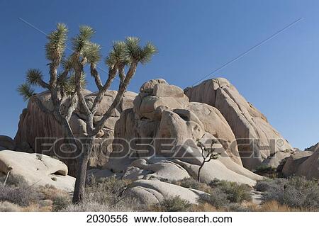 Stock Photograph - Yucca Tree In Desert With Rounded Rock Formation And Deep Blue Sky; Palm Springs California United States Of America. Fotosearch