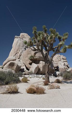 Yucca Tree In The Desert With Rock Formation And Blue Sky; Palm Springs California United States Of America View Large Photo Image Stock Photo - Yucca Tree In The Desert With Rock Formation And Blue Sky; Palm Springs California United States Of America. Fotosearch