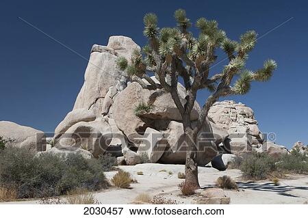Yucca Tree In The Desert With Rock Formation And Blue Sky; Palm Springs California United States Of America View Large Photo Image Stock Photo - Yucca Tree In The Desert With Rock Formation And Blue Sky; Palm Springs California United States Of America. Fotosearch