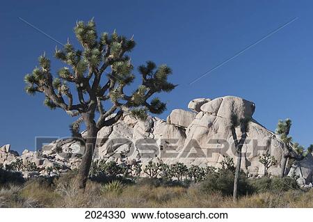 Yucca Trees In Desert With Rounded Rock Formation In Distance With Blue Sky; Palm Springs California United States Of America View Large Photo Image Stock Image - Yucca Trees In Desert With Rounded Rock Formation In Distance With Blue Sky; Palm Springs California United States Of America. Fotosearch