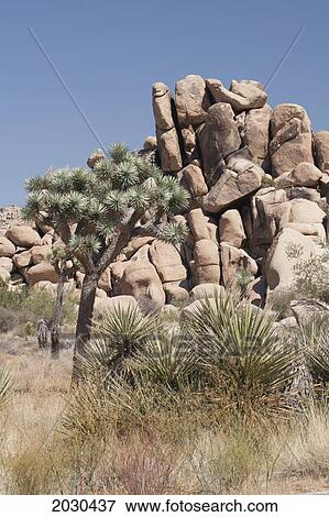Yucca Trees In The Desert With Rounded Rock Boulders And Blue Sky; Palm Springs California United States Of America View Large Photo Image Stock Photo - Yucca Trees In The Desert With Rounded Rock Boulders And Blue Sky; Palm Springs California United States Of America. Fotosearch