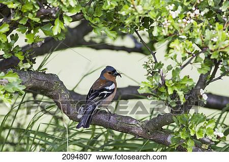 A bird perched on a tree branch; northumberland, england View Large Photo Image Stock Photo - A bird perched on a tree branch; northumberland, england. Fotosearch
