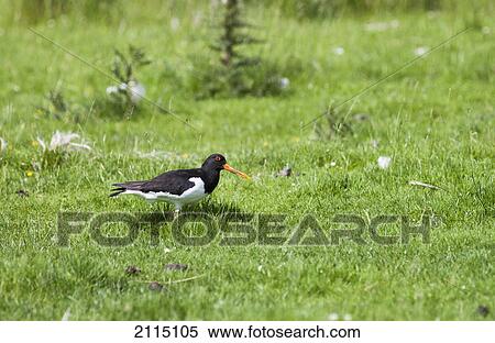 A bird standing in a grass field; northumberland england View Large Photo Image Stock Photography - A bird standing in a grass field; northumberland england. Fotosearch