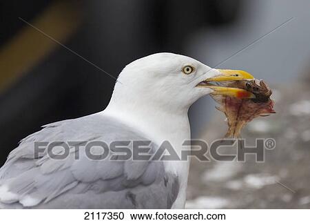 Stock Image - A bird with a fish in it's mouth; eyemouth scottish borders scotland. Fotosearch