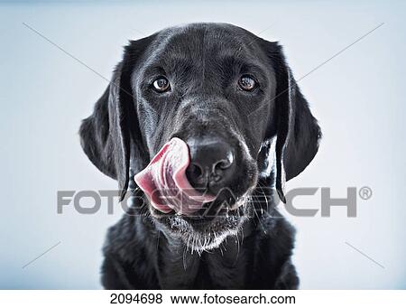A black dog licking his lips; tarifa, cadiz, andalusia, spain View Large Photo Image Stock Photo - A black dog licking his lips; tarifa, cadiz, andalusia, spain. Fotosearch