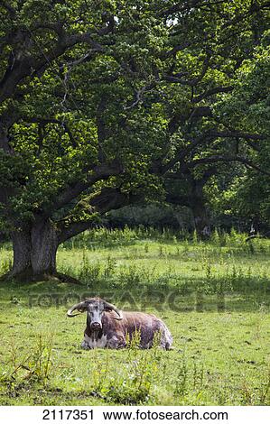Stock Image - A bovine animal laying on the grass; northumberland england. Fotosearch