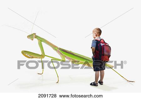 A boy stands looking at a large praying mantis on a white background; st. albert, alberta, canada View Large Photo Image Stock Photo - A boy stands looking at a large praying mantis on a white background; st. albert, alberta, canada. Fotosearch