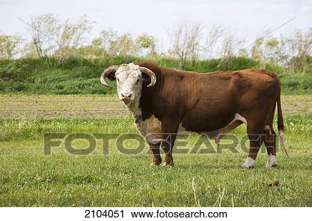 Stock Image - A bull cow with horns in a grass field; brooks alberta canada. Fotosearch