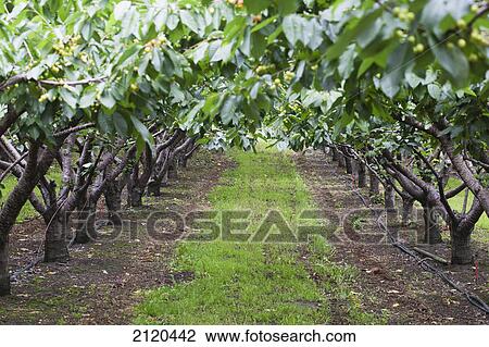 A canopy of rows of cherry trees in an orchard; kelowna british columbia canada View Large Photo Image Stock Image - A canopy of rows of cherry trees in an orchard; kelowna british columbia canada. Fotosearch