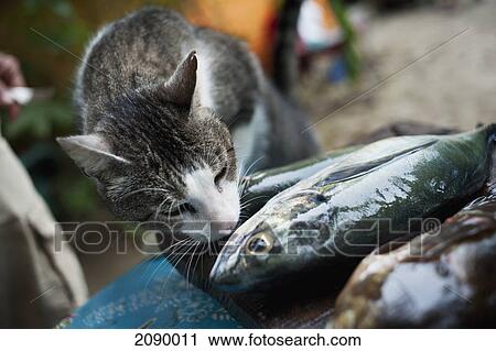 A cat sniffs a dead fish; yelapa, jalisco, mexico View Large Photo Image Stock Image - A cat sniffs a dead fish; yelapa, jalisco, mexico. Fotosearch