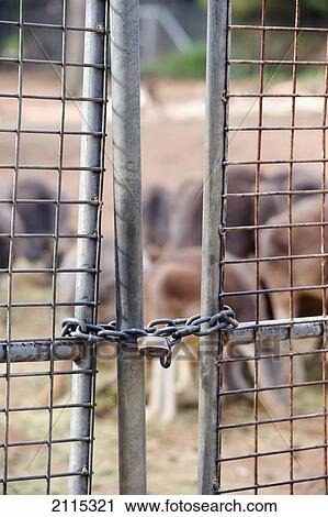 A chain and lock to hold gates closed to a cattle pen; australia View Large Photo Image Stock Image - A chain and lock to hold gates closed to a cattle pen; australia. Fotosearch