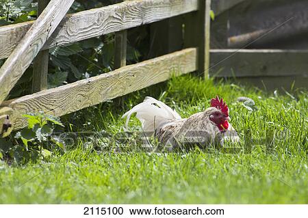 A chicken sitting in the grass by a wooden fence; northumberland england View Large Photo Image Stock Image - A chicken sitting in the grass by a wooden fence; northumberland england. Fotosearch