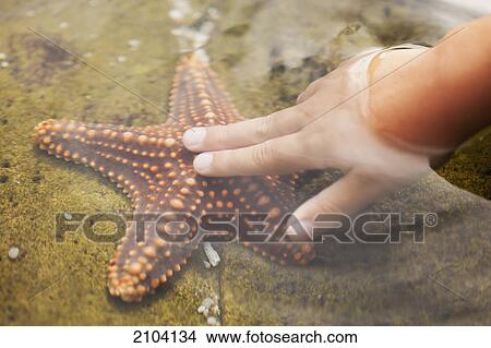 Picture - A child's hand touching a starfish; gold coast queensland australia. Fotosearch