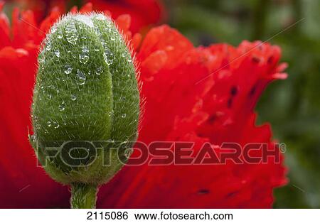 A closed flower bud and a red flower; northumberland england View Large Photo Image Stock Photograph - A closed flower bud and a red flower; northumberland england. Fotosearch