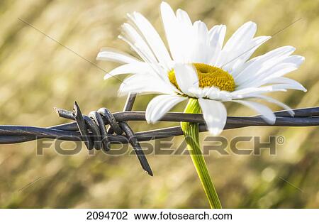 A daisy pinned to a barbed wire fence, on a farm; british columbia, canada View Large Photo Image Stock Image - A daisy pinned to a barbed wire fence, on a farm; british columbia, canada. Fotosearch