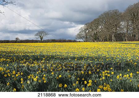Stock Photo - A field of yellow daffodils; england. Fotosearch