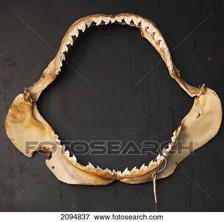 A fish's jaw with teeth and a hook in it's mouth; ballina new south wales australia View Large Photo Image Stock Photo - A fish's jaw with teeth and a hook in it's mouth; ballina new south wales australia. Fotosearch