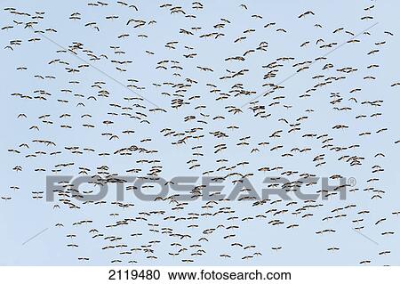 A flock of birds in a blue sky; tarifa cadiz andalusia spain View Large Photo Image Stock Image - A flock of birds in a blue sky; tarifa cadiz andalusia spain. Fotosearch