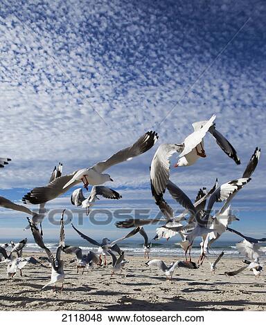 A flock of birds taking flight from a beach; gold coast queensland australia View Large Photo Image Stock Photo - A flock of birds taking flight from a beach; gold coast queensland australia. Fotosearch
