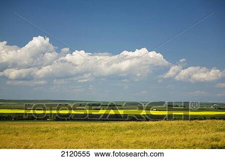 A flowering canola field on a green rolling hill with clouds and blue sky south of high river; alberta canada View Large Photo Image Stock Photography - A flowering canola field on a green rolling hill with clouds and blue sky south of high river; alberta canada. Fotosearch