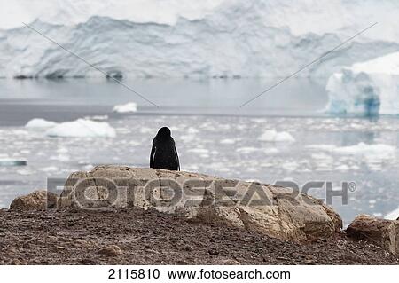 Stock Image - A gentoo penguin (pygoscelis papua) sitting on a rock looking out to the ocean; antarctica. Fotosearch