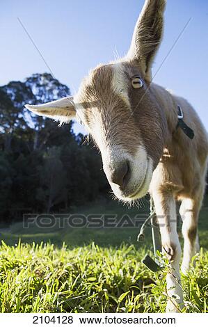 A goat peers at the camera; murwillumba new south wales australia View Large Photo Image Stock Photo - A goat peers at the camera; murwillumba new south wales australia. Fotosearch