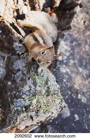 A golden-mantled ground squirrel (callospermophilus lateralis); lake louise, alberta, canada View Large Photo Image Stock Image - A golden-mantled ground squirrel (callospermophilus lateralis); lake louise, alberta, canada. Fotosearch