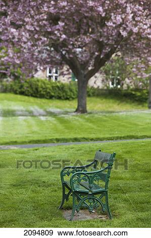 A green metal bench in a park with a blossoming tree; ford village, northumberland, england View Large Photo Image Stock Photo - A green metal bench in a park with a blossoming tree; ford village, northumberland, england. Fotosearch