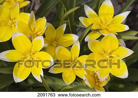 Stock Image - A grouping of yellow and white star tulips; calgary, alberta, canada. Fotosearch