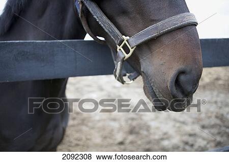 A horse at a fence rail; caledon, ontario, canada View Large Photo Image Stock Photo - A horse at a fence rail; caledon, ontario, canada. Fotosearch