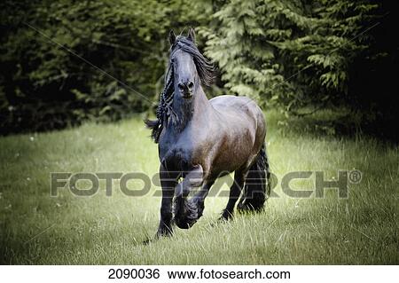 Stock Photograph - A horse galloping in a field; saanichton, british columbia, canada. Fotosearch