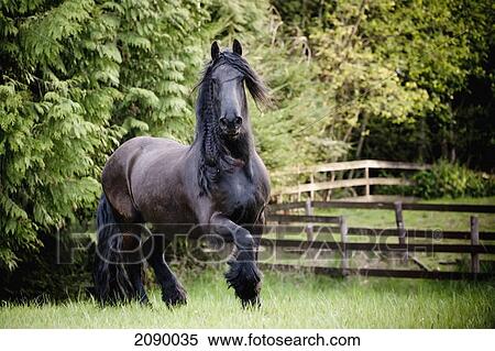 A horse galloping in a field; saanichton, british columbia, canada View Large Photo Image Stock Photography - A horse galloping in a field; saanichton, british columbia, canada. Fotosearch
